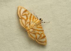 Dichocrocis pyrrhalis