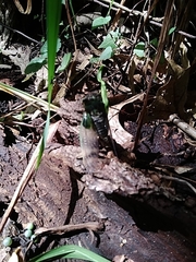 Neotibicen lyricen