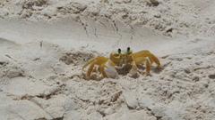 Ocypode quadrata