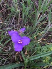 Tradescantia occidentalis