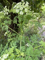 Anthriscus sylvestris