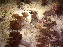 Gymnothorax chilospilus