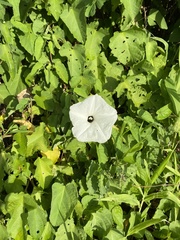 Ipomoea scopulorum