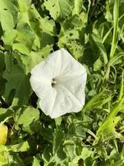 Ipomoea scopulorum