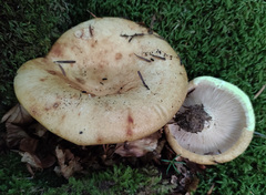 Lactarius intermedius