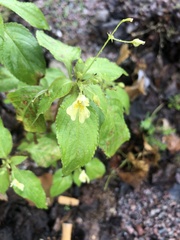 Impatiens parviflora
