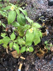 Impatiens parviflora