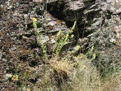Linaria saxatilis