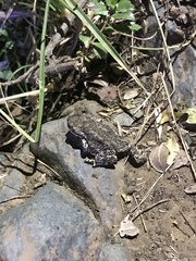 Rhinella arunco