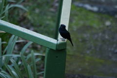 Knipolegus nigerrimus