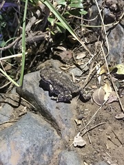 Rhinella arunco