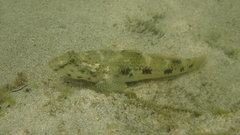 Glossogobius olivaceus