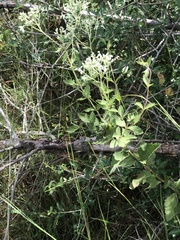 Eupatorium rotundifolium