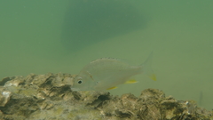 Acanthopagrus latus