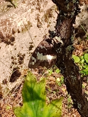 Brintesia circe