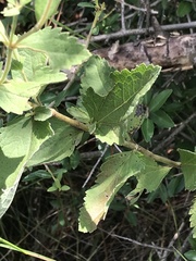 Eupatorium rotundifolium