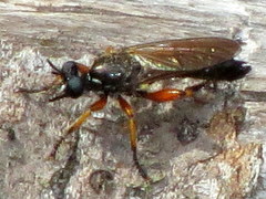 Laphria sadales