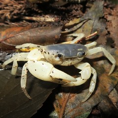 Geothelphusa dehaani