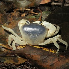 Geothelphusa dehaani