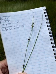 Rhynchospora globularis