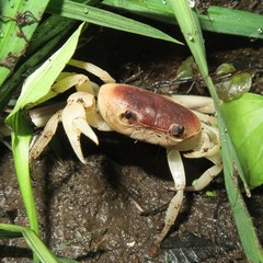 Geothelphusa dehaani