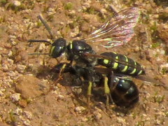 Aphilanthops frigidus