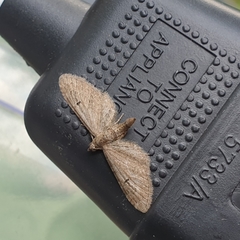Eupithecia innotata