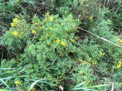 Hypericum perforatum