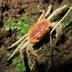 Geothelphusa dehaani