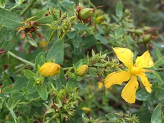 Hypericum perforatum