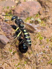 Aphilanthops frigidus