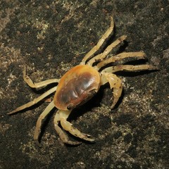 Geothelphusa dehaani