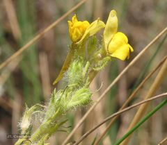 Linaria saxatilis