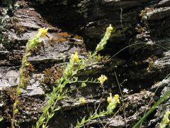 Linaria saxatilis