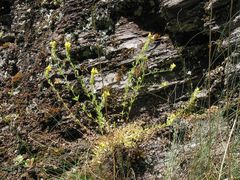 Linaria saxatilis