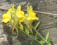Linaria saxatilis