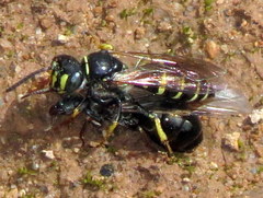 Aphilanthops frigidus