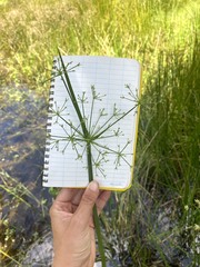 Cyperus haspan