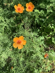 Kallstroemia grandiflora