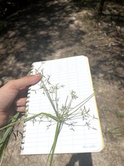 Cyperus haspan