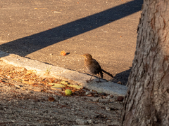 Turdus merula