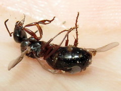 Aphilanthops frigidus