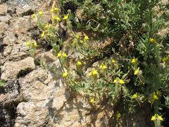 Linaria saxatilis