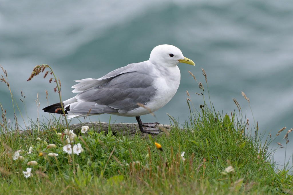 Black-Legged Kittiwake