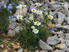 Leucanthemum lithopolitanicum
