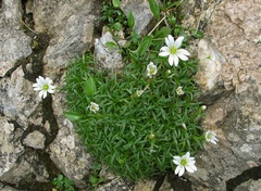Cerastium julicum