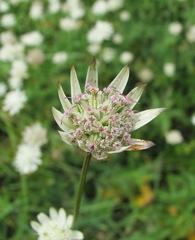 Astrantia bavarica