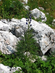 Aconitum angustifolium