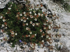 Potentilla clusiana