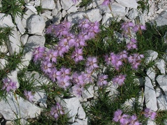 Dianthus sternbergii